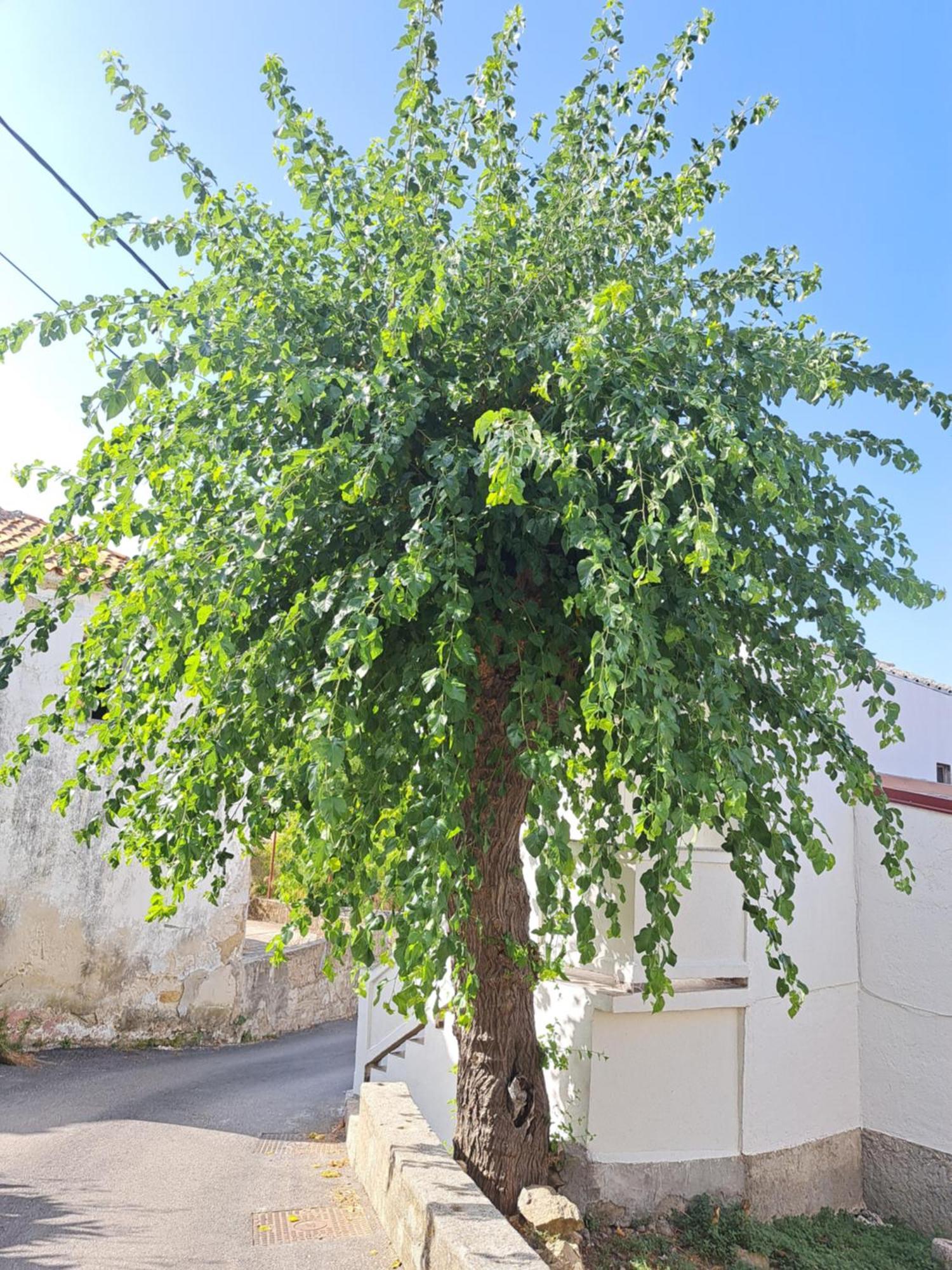 Apartmani Ana-Lora Lopar Bagian luar foto